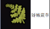 guide image